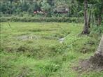 1 acre of land for sale at Malampuzha, Palakkad